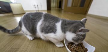 Какво означава, че котките са „задължителни месоядни животни“