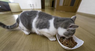 котка се храни