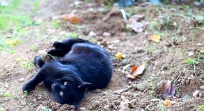 котка се търкаля