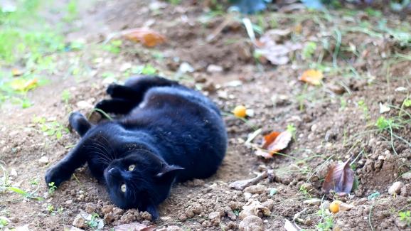 Защо котките се търкалят в мръсотия?