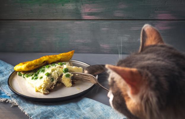 котка и човешки храни
