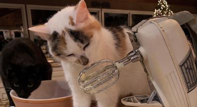 котка и човешки храни