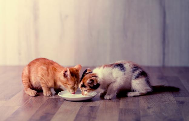 две котки се хранят