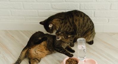 две котки се хранят