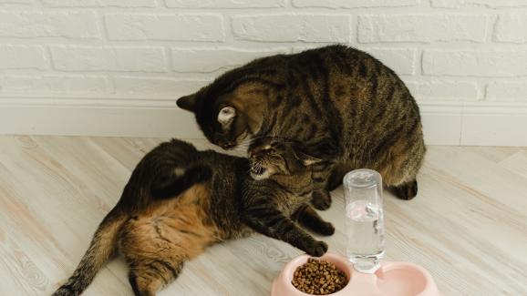 Как да попречим на котките да ядат храната си взаимно