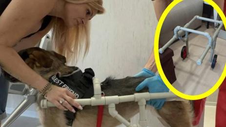 инвалидна количка за куче