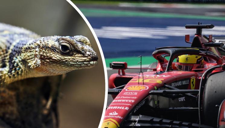 Ферари - Ферари най-бързи, гущери тормозят пилотите в Сингапур