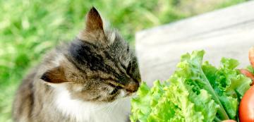 Списък с плодове и зеленчуци, които котките могат да ядат