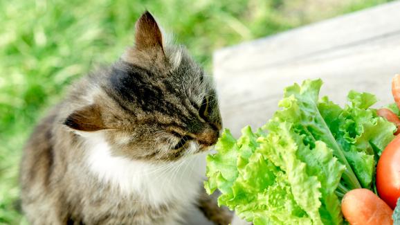 Списък с плодове и зеленчуци, които котките могат да ядат