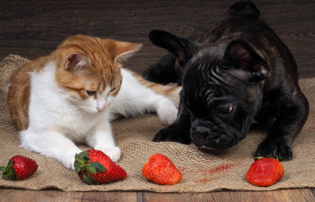 котка и плодове и зеленчуци