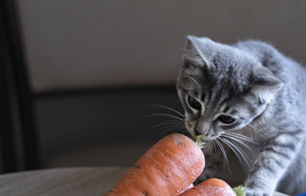 котка и плодове и зеленчуци