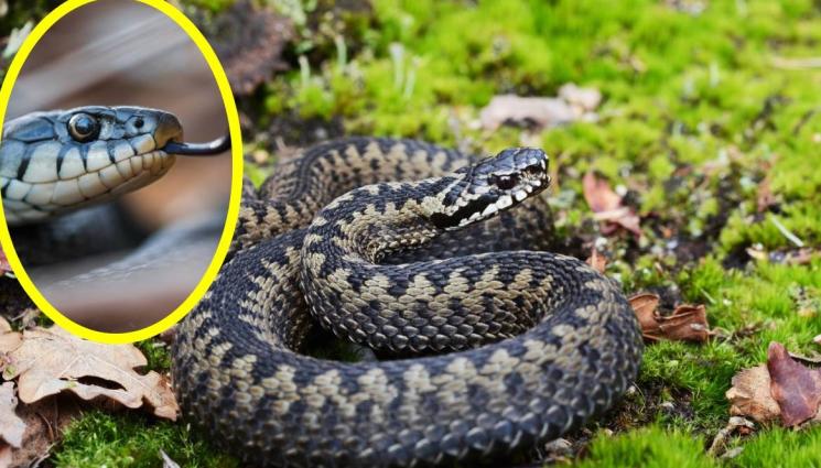 усойница - ДА ТЕ УХАПЕ „МИЛО“: Отрова и живот в едно