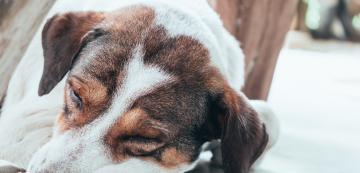 Защо кучетата заравят носа си, когато спят