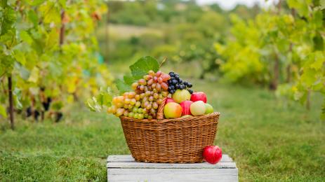 реколта плодове