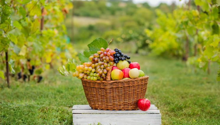 реколта плодове - Агро Телеграф: Остра суша за насажденията