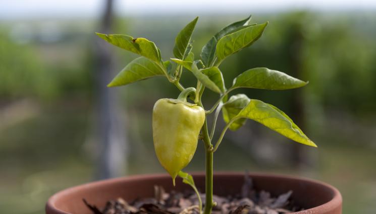 пипер - Агро Телеграф: Пиперът дава реколта и на Коледа