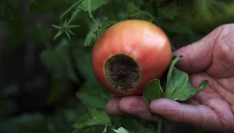 гниене - Агро Телеграф: Внесете калций с гипс, вместо с вар