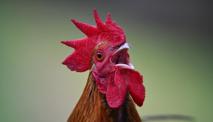 петел - Агро Телеграф: Познаваме младия петел по гребена