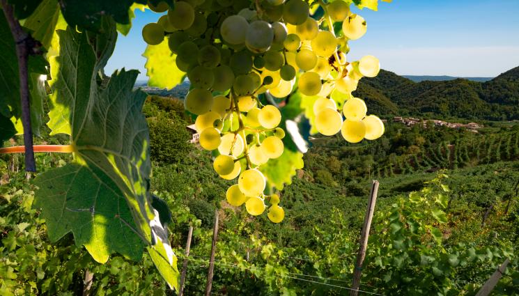 грозде - Агро Телеграф: Климатичните промени могат да заличат просекото