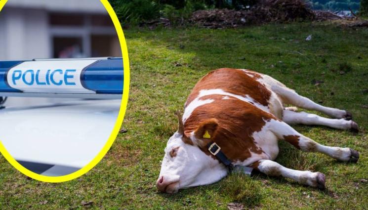 крава труп - 