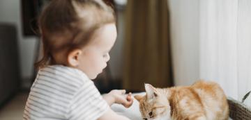 Защо котките не бива да се хранят с бебешка храна