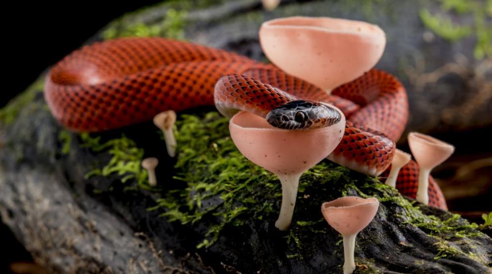 Амазония - необятната джунгла, която крие неизвестни лекарства и растения (ГАЛЕРИЯ)