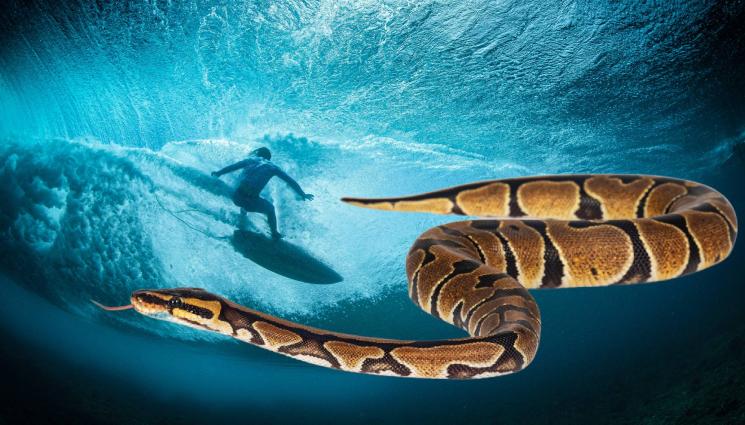 сърф питон - (НЕ)ДОМАШЕН ЛЮБИМЕЦ: Сърфист пори вълните с питон на врата (СНИМКА)