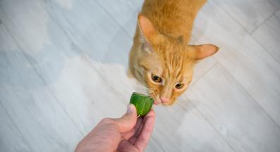 котка и краставица