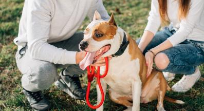 куче задни части