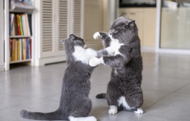 котки се бият