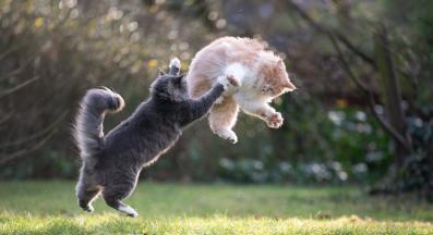 котки се бият