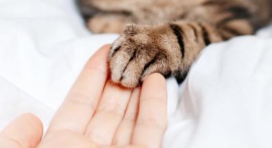 котешка лапа и ръка