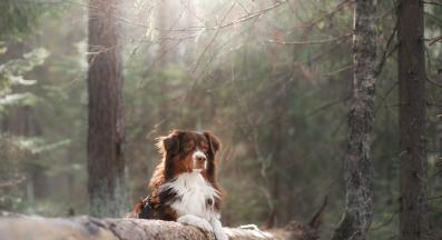 австралийска овчарка