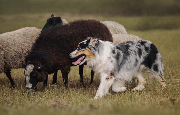 австралийска овчарка