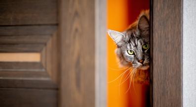 котка зад врата