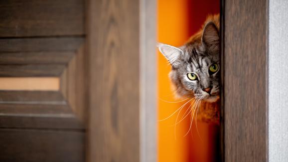 7 лесни начина да държите котката извън стаята си
