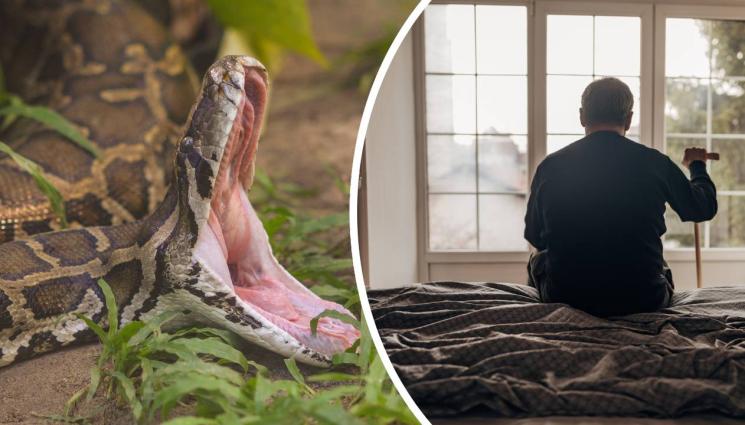 питон - КАТО ФИЛМ НА УЖАСИТЕ: 3-метров питон нахапа мъж в дома му