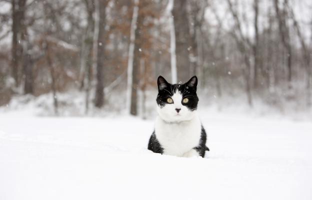 котка навън през зимата