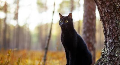 котка навън през зимата