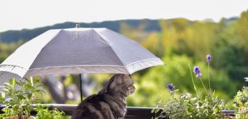 Как да поддържаме котките охладени през лятото без климатик