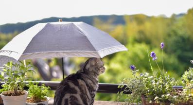 котка през лятото