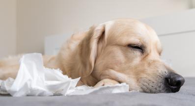 куче хрипти