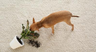 куче растения