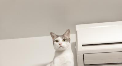 котка и климатик