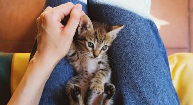 котка и стопанин