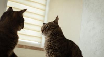 две котки се бият