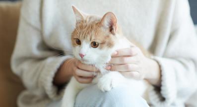 котка у дома