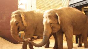 Новите сладки слоници Фрося и Луиза радват посетителите на Софийския
