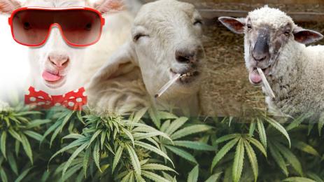 друсана овца