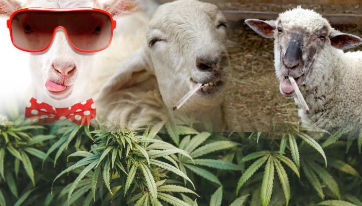 друсана овца - ВЕСЕЛАТА ФЕРМА: Овце предрусаха с канабис!